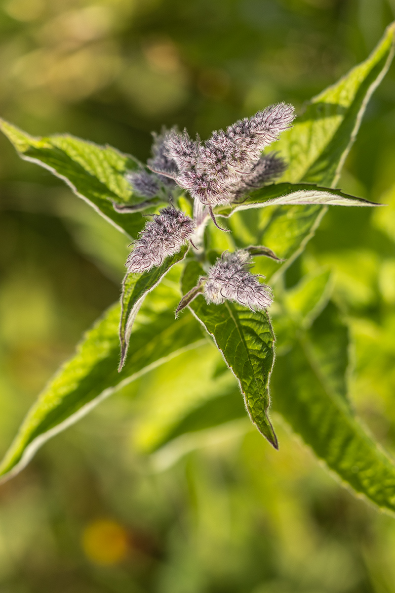 Изображение особи Mentha longifolia.