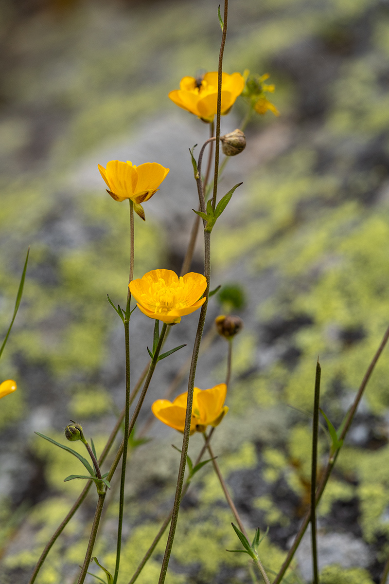 Image of genus Ranunculus specimen.