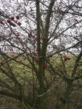 genus Crataegus. Плодоносящее растение. Республика Молдова, муниципалитет Кишинёв, г. Кодру, у окраины грунтовой дороги. 16 ноября 2025 г.