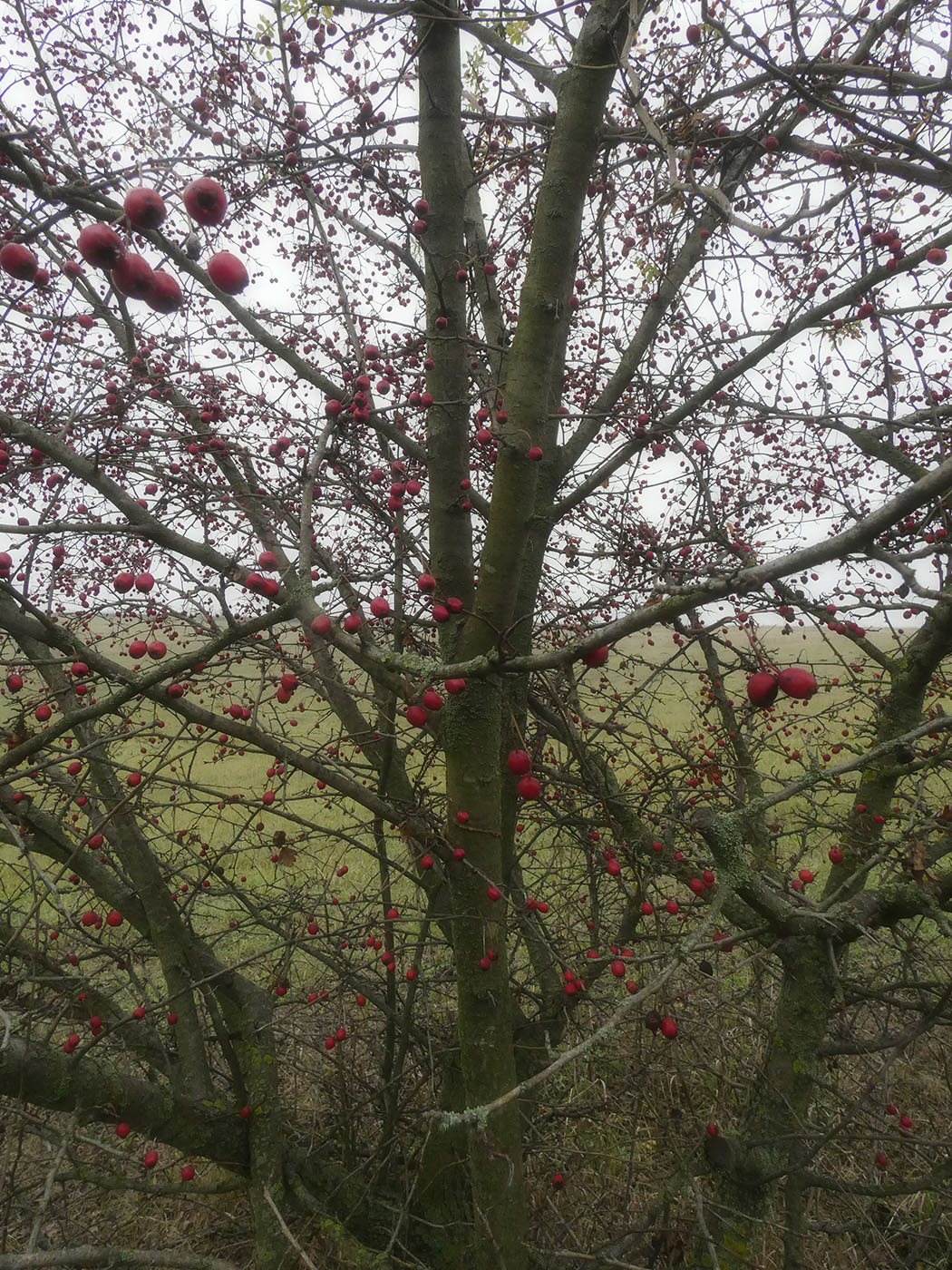 Image of genus Crataegus specimen.