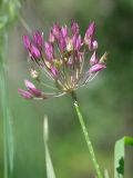 род Allium