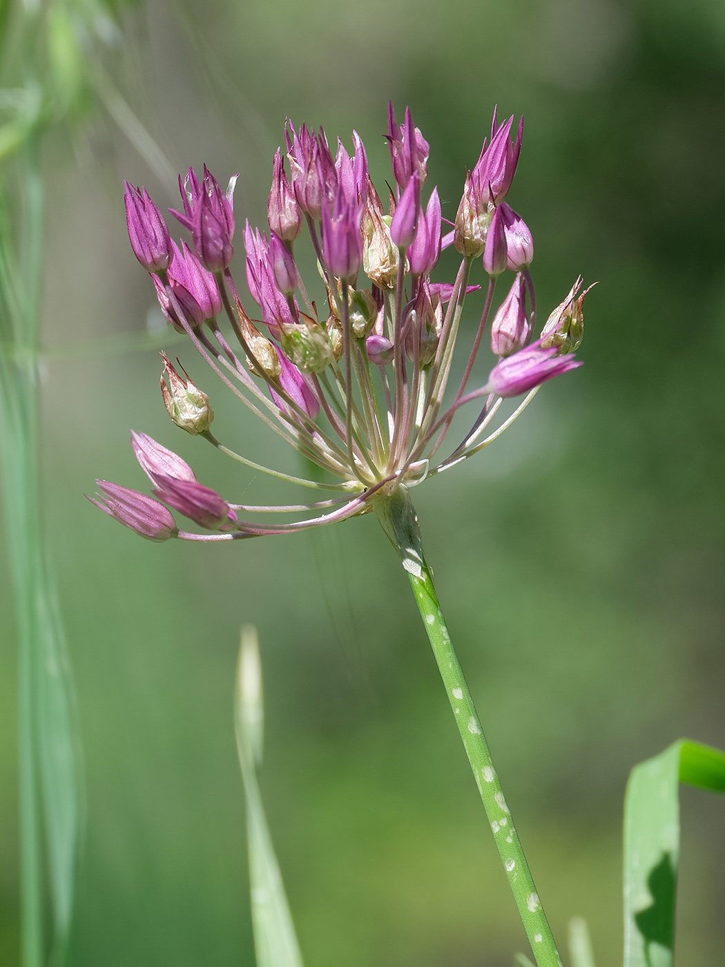 Изображение особи род Allium.