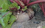 Beta vulgaris. Нижняя часть растения (\"корнеплод\"). Московская обл., Раменский р-н, окр. дер. Хрипань, садовый участок. 17.08.2026.
