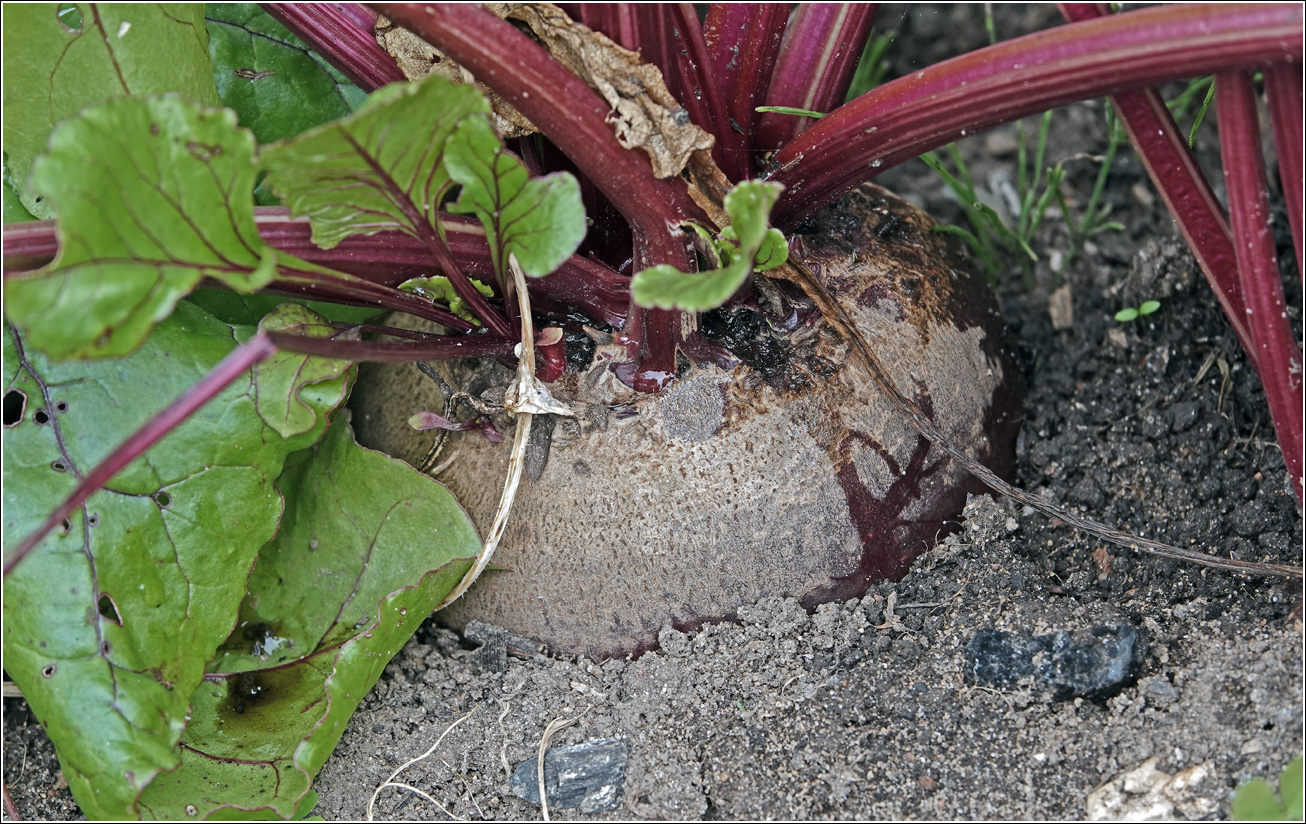 Image of Beta vulgaris specimen.