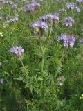 Phacelia tanacetifolia