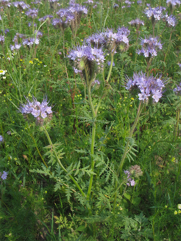 Изображение особи Phacelia tanacetifolia.