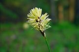 Carex pilosa. Мужское соцветие. Московская область, Раменский р-н, окрестности дер. Хрипань. 01.05.2005.