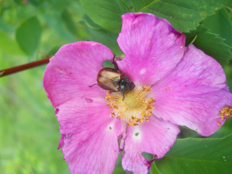Изображение особи Rosa cinnamomea.