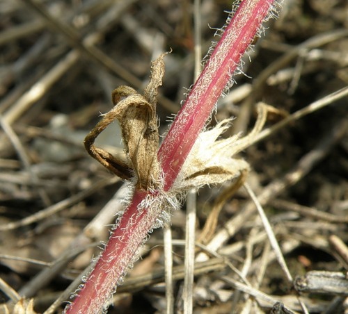 Image of Ajuga glabra specimen.