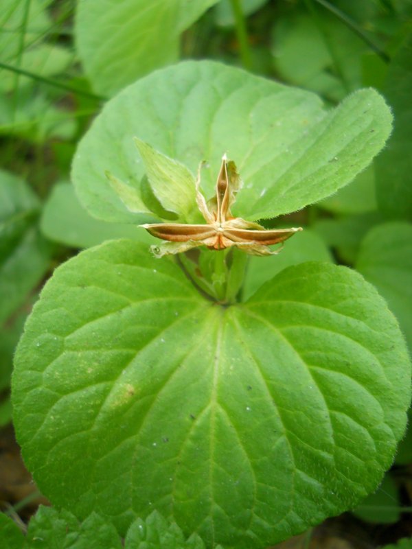 Изображение особи Viola mirabilis.