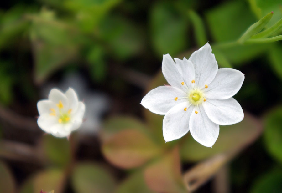 Image of Trientalis europaea specimen.