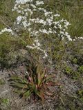 Goniolimon elatum