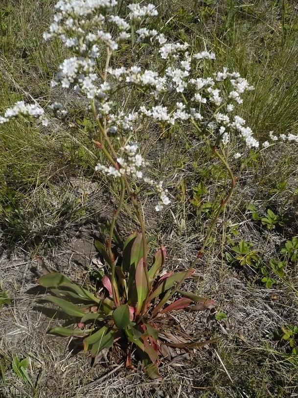 Image of Goniolimon elatum specimen.