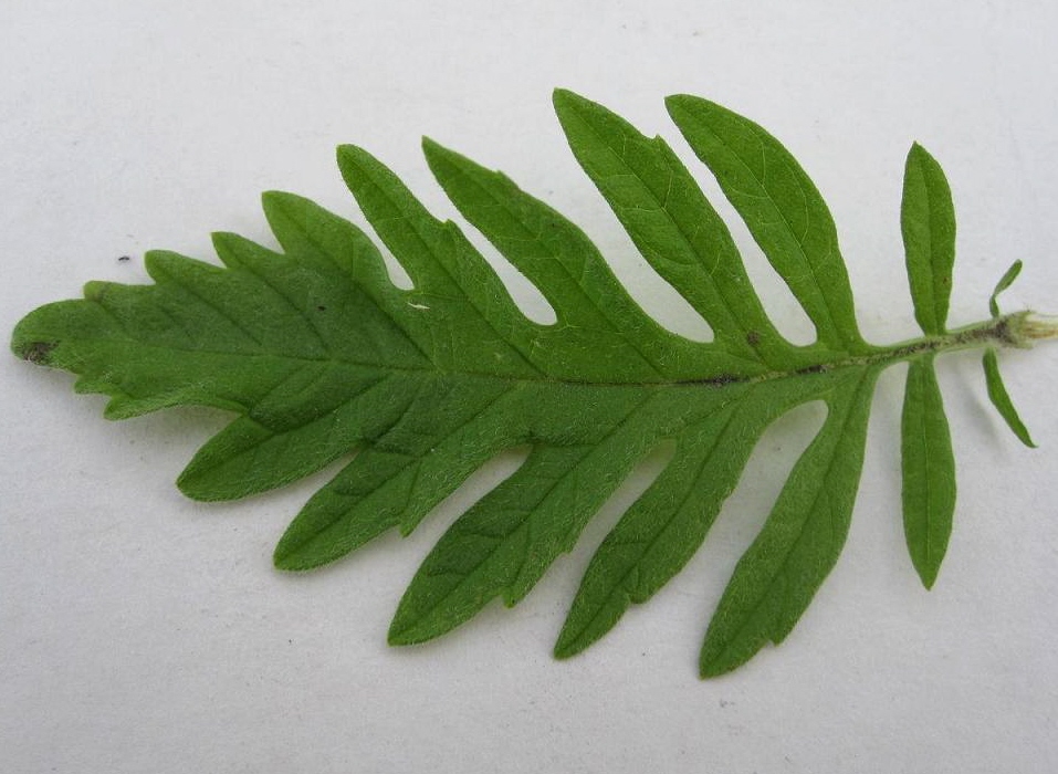 Image of Lycopus exaltatus specimen.