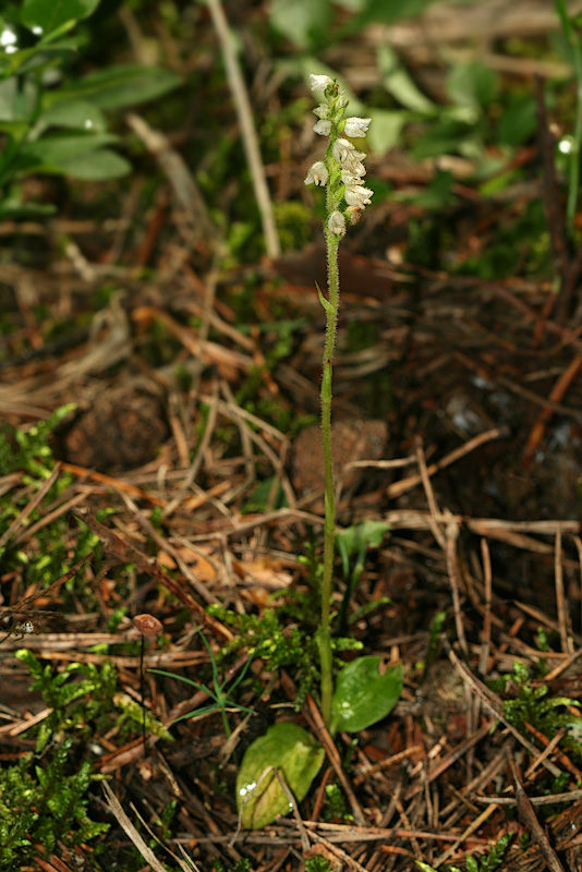 Изображение особи Goodyera repens.