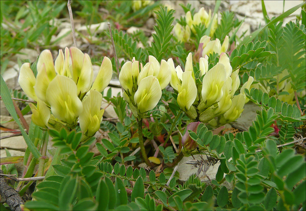 Изображение особи Astragalus resupinatus.