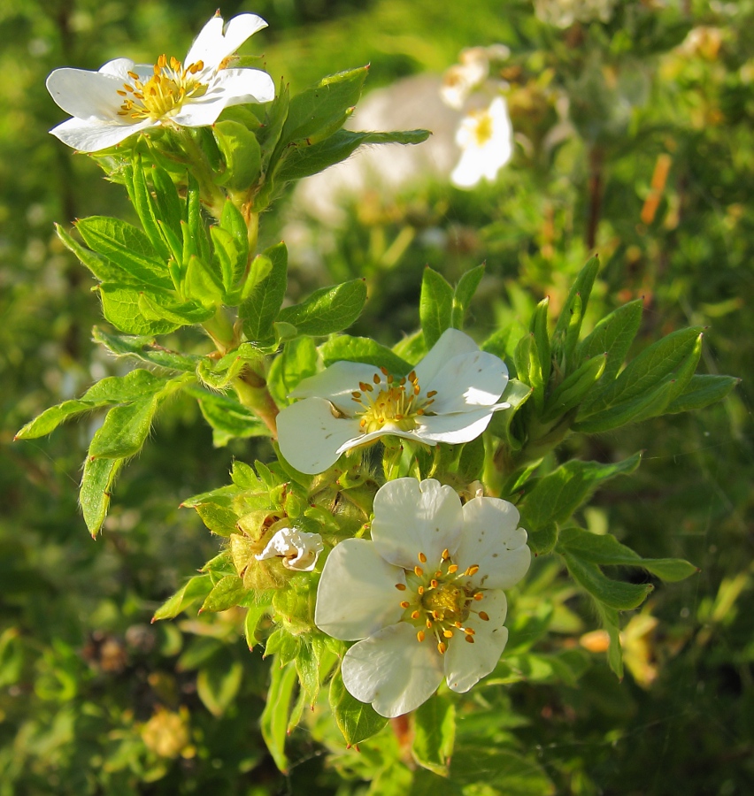 Изображение особи Dasiphora fruticosa.