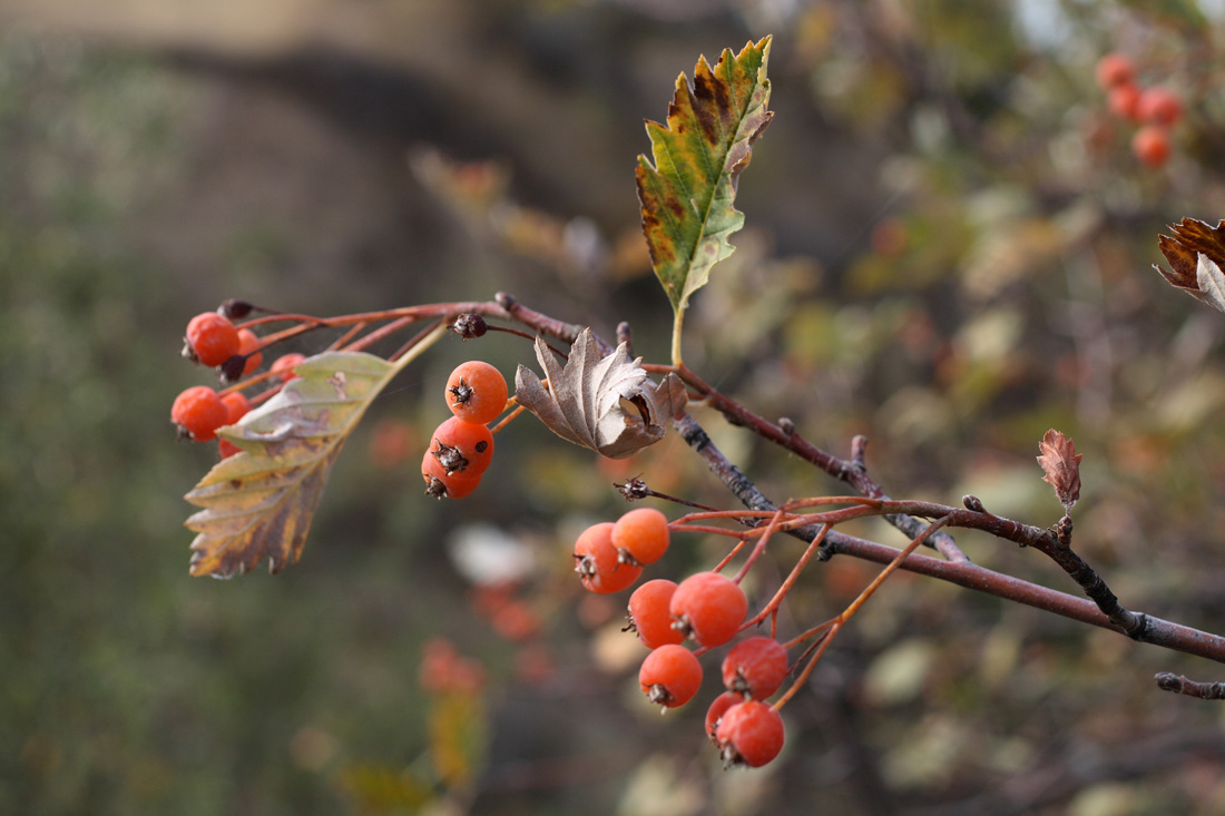 Изображение особи Sorbus persica.