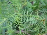 Tagetes tenuifolia