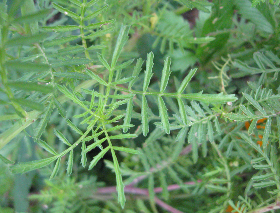 Изображение особи Tagetes tenuifolia.