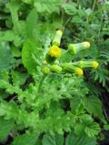 Senecio vulgaris