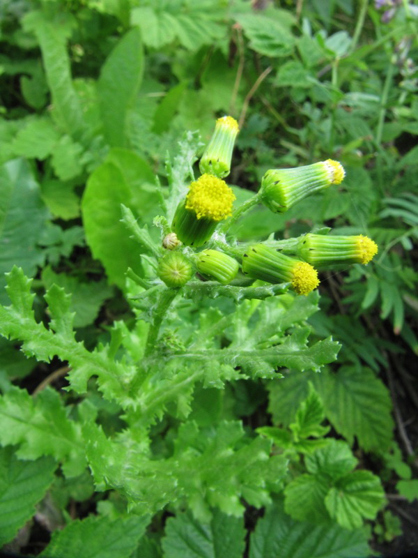 Image of Senecio vulgaris specimen.