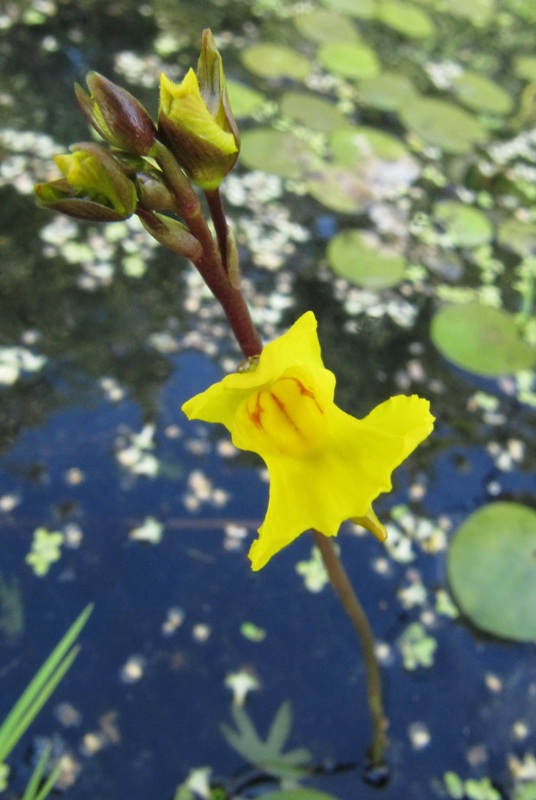 Image of Utricularia vulgaris specimen.