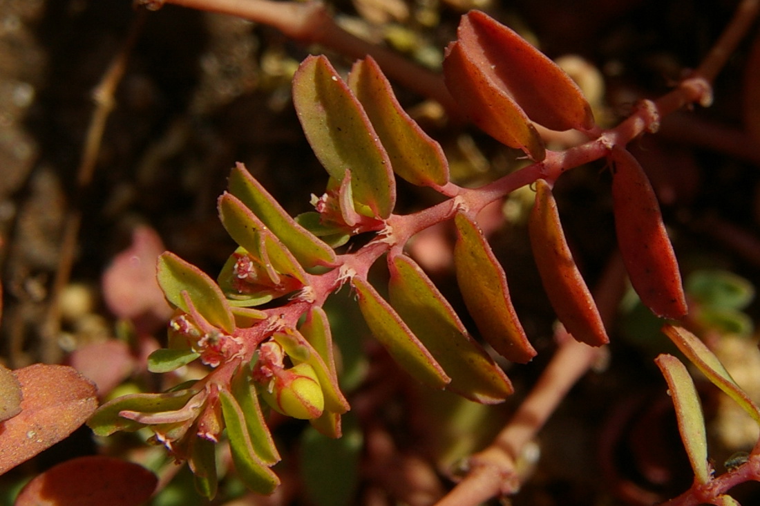 Изображение особи Euphorbia glyptosperma.