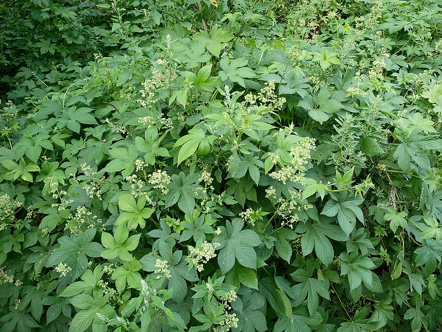Изображение особи Humulopsis scandens.