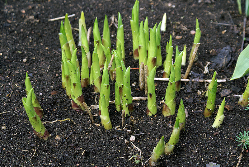 Image of genus Hosta specimen.