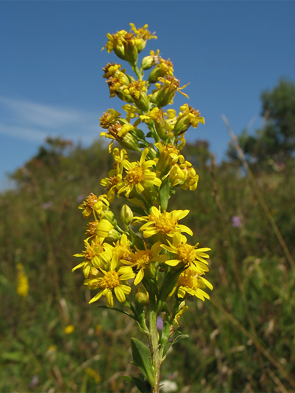 Изображение особи Solidago virgaurea.