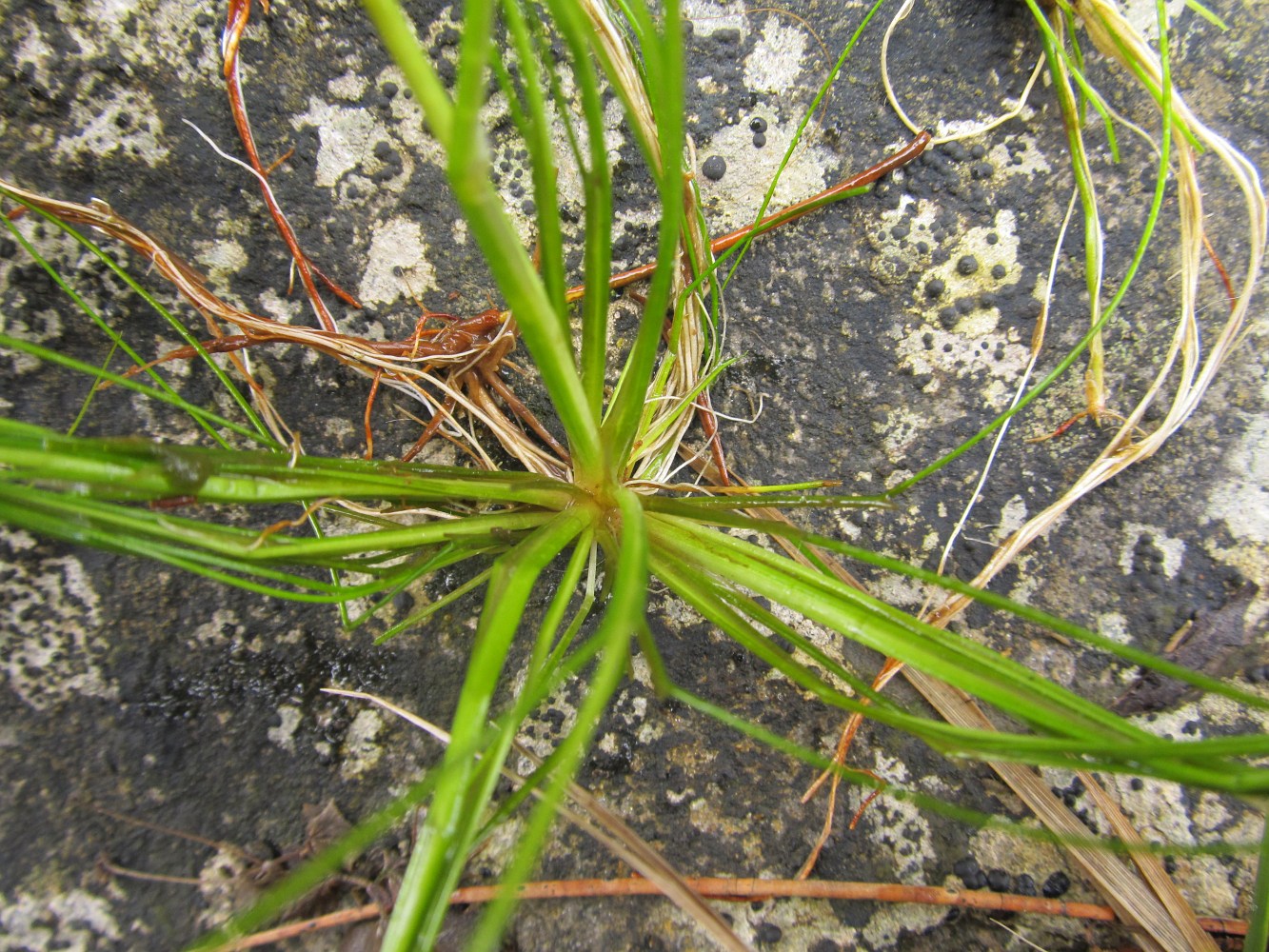 Изображение особи Isolepis fluitans.