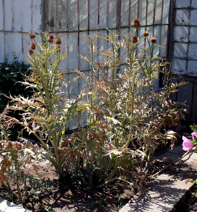 Image of Cynara scolymus specimen.