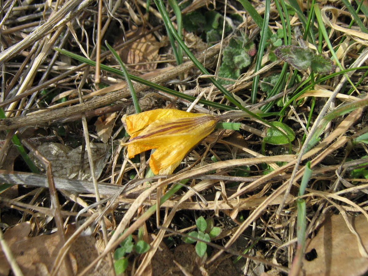 Изображение особи Crocus angustifolius.