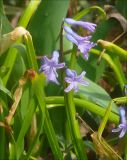 Hyacinthus orientalis. Соцветие. Черноморское побережье Кавказа, г. Новороссийск, в культуре. 30 марта 2012 г.