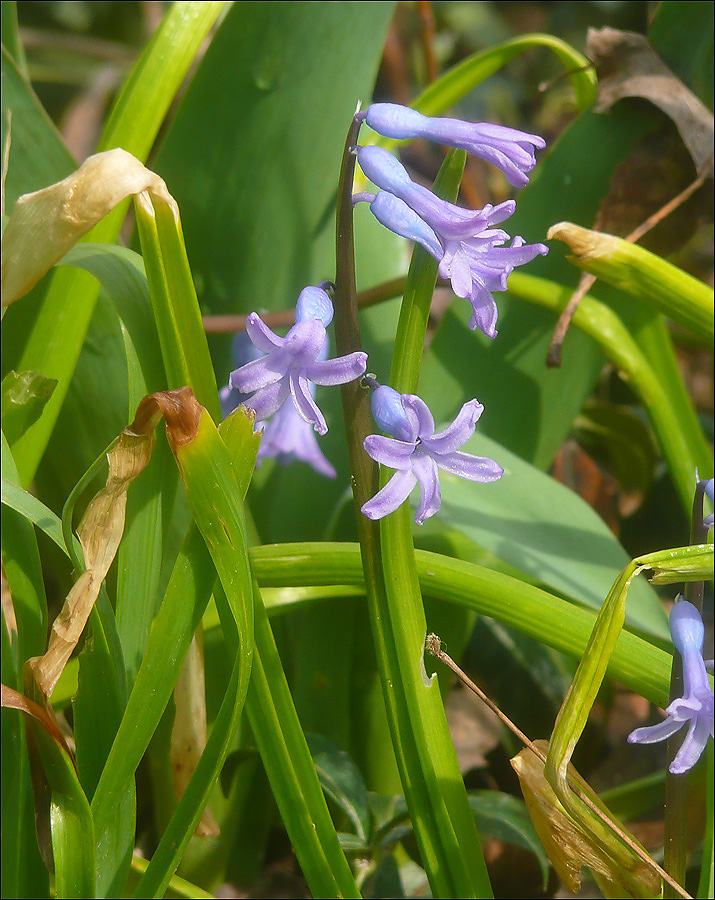 Image of Hyacinthus orientalis specimen.