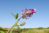 Trifolium dichroanthum