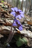 Hepatica nobilis. Цветущее растение. Ленинградская обл., Ломоносовский р-н, дер. Лопухинка, каньон в истоке р. Лопухинка. 11.04.2010.