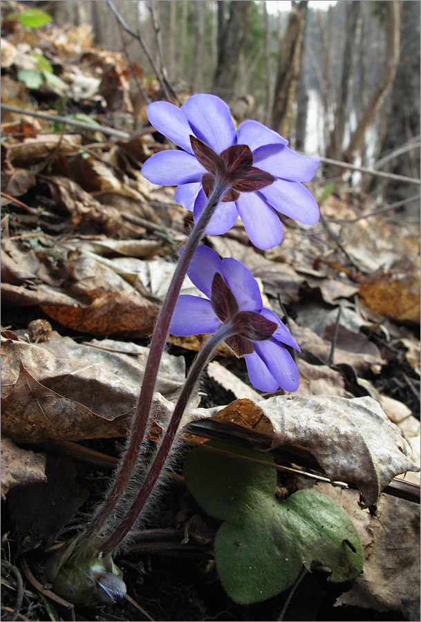 Изображение особи Hepatica nobilis.