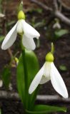 Galanthus panjutinii