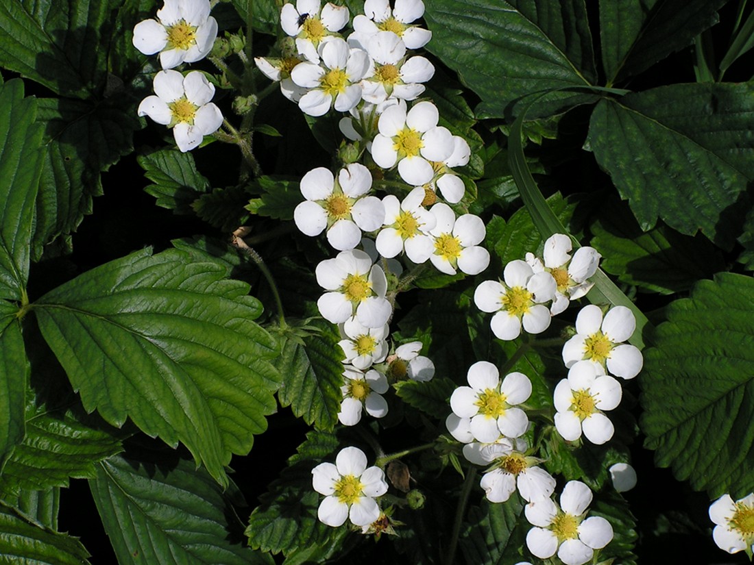 Image of Fragaria &times; ananassa specimen.