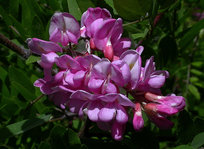 Image of Robinia neomexicana specimen.