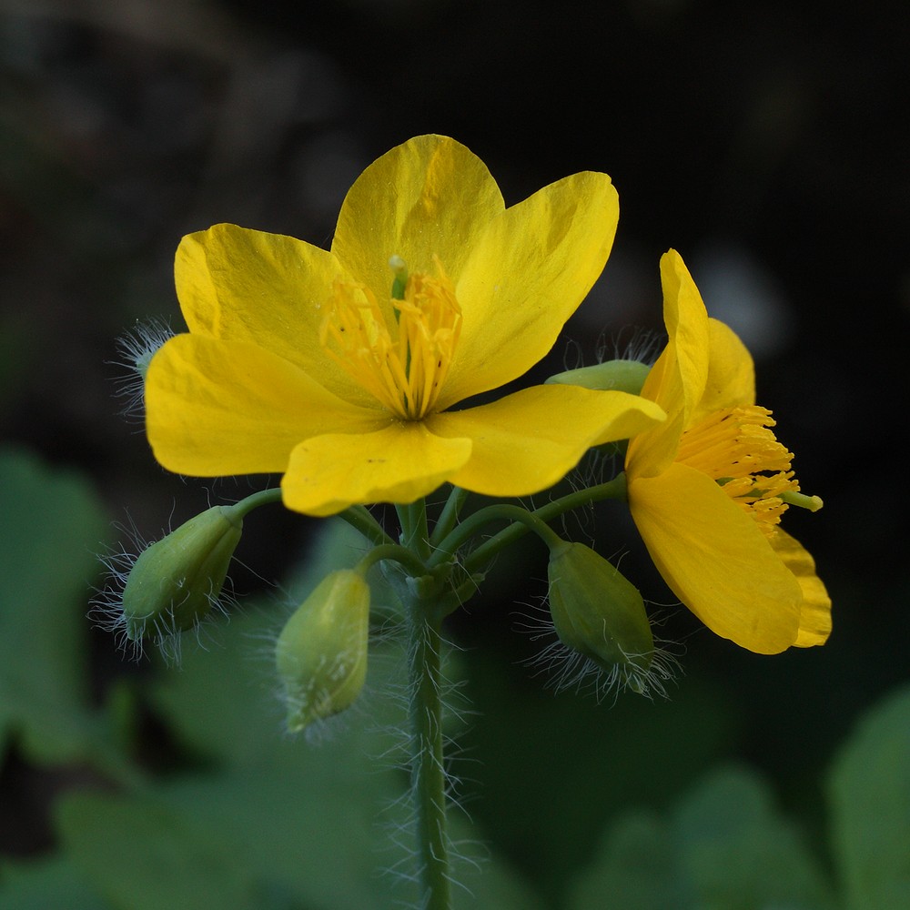 Image of Chelidonium majus specimen.