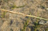 Elytrigia bessarabica. Соплодие. Зап. Крым, г. Саки, берег моря у детского оздоровительного лагеря \"Прибрежный\". 30.08.2011.