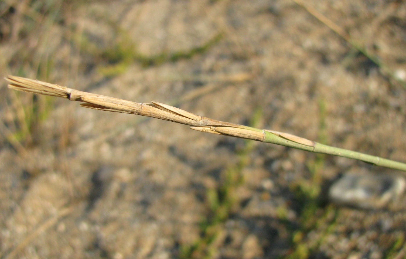 Изображение особи Elytrigia bessarabica.