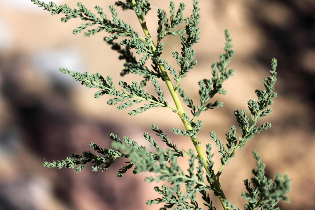 Image of Myricaria bracteata specimen.