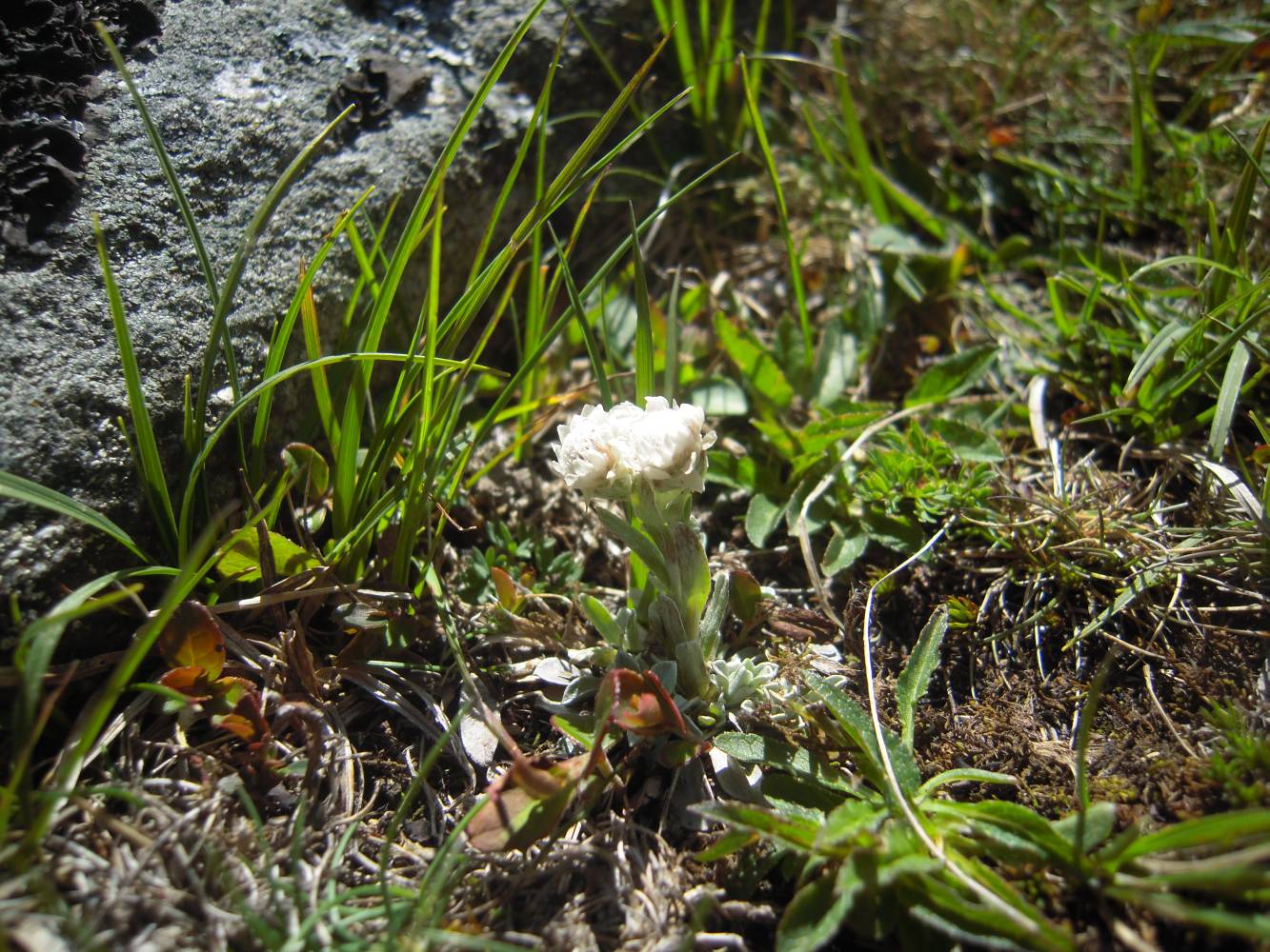 Изображение особи Antennaria caucasica.