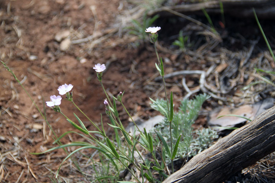 Image of Lychnis sibirica specimen.