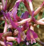 Astragalus rostratus