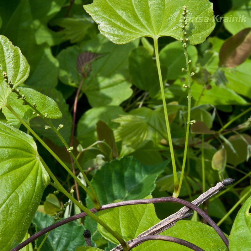 Изображение особи Dioscorea nipponica.